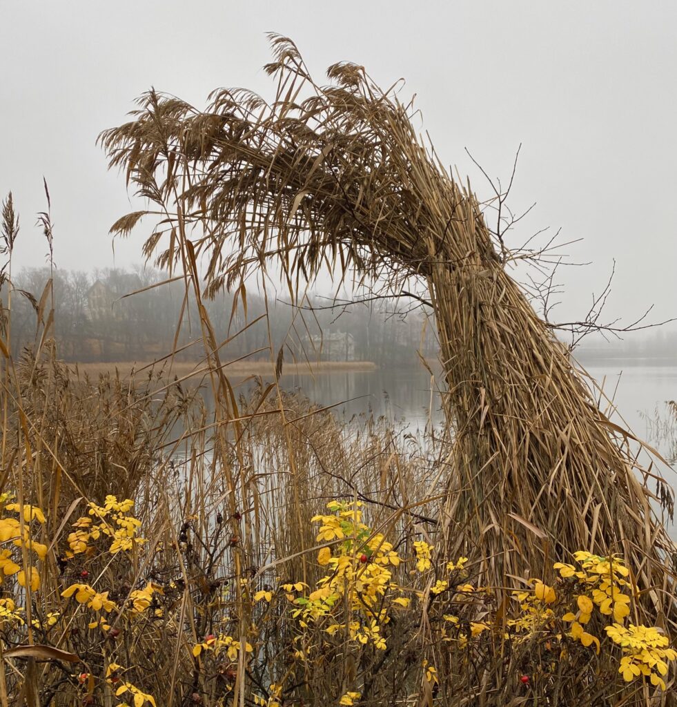 Vino heinäpaalu, jonka edessä on kukkia, rannalla.