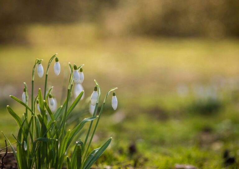 Snowdrops (Lumikellot) Photo by Raluca Save on Unsplash