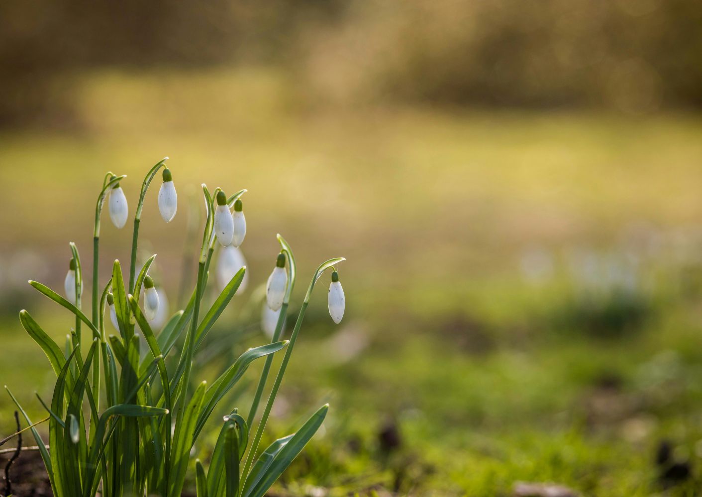 Snowdrops (Lumikellot) Photo by Raluca Save on Unsplash