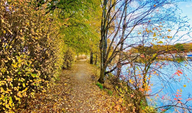 Syysmaisema, jossa järven viertä kiemurtelee kapea hiekkatie, jolle on pudonnut lehtiä sen vierellä olevista puista.