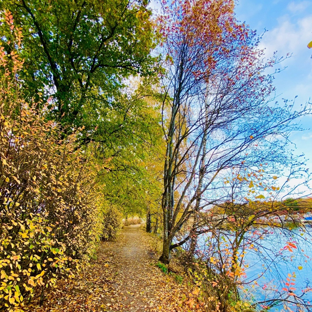 Syysmaisema, jossa järven viertä kiemurtelee kapea hiekkatie, jolle on pudonnut lehtiä sen vierellä olevista puista.